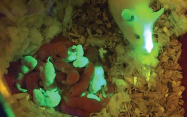 Buồng trứng in 3D mang lại hi vọng cho phụ nữ vô sinh - 3