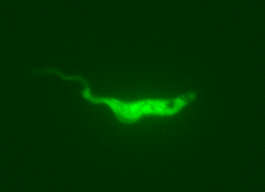 Khuẩn Trypanosoma