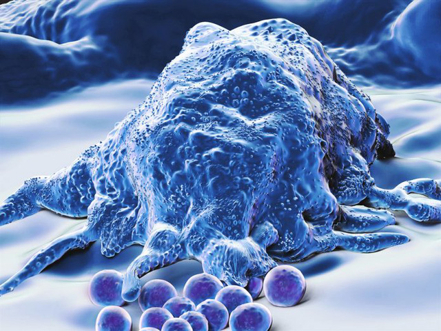 Nghiên cứu năm 2016 từng chứng minh đại thực bào là một tác nhân hỗ trợ HIV tồn tại
