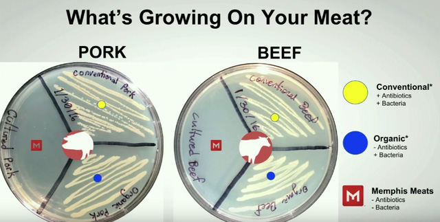 Đây là sự khác biệt về sự nhiễm khuẩn và số lượng kháng sinh của thịt bò và heo Memphis Meats với thịt bình thường. — Nguồn ảnh PR 
